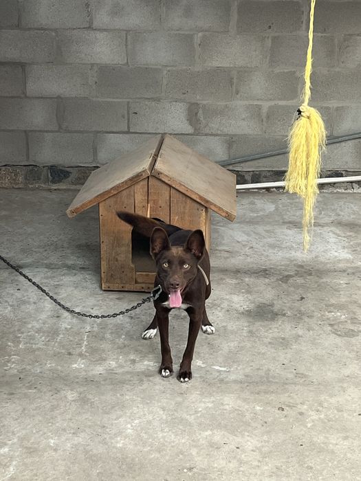 Собака шукає нову родину