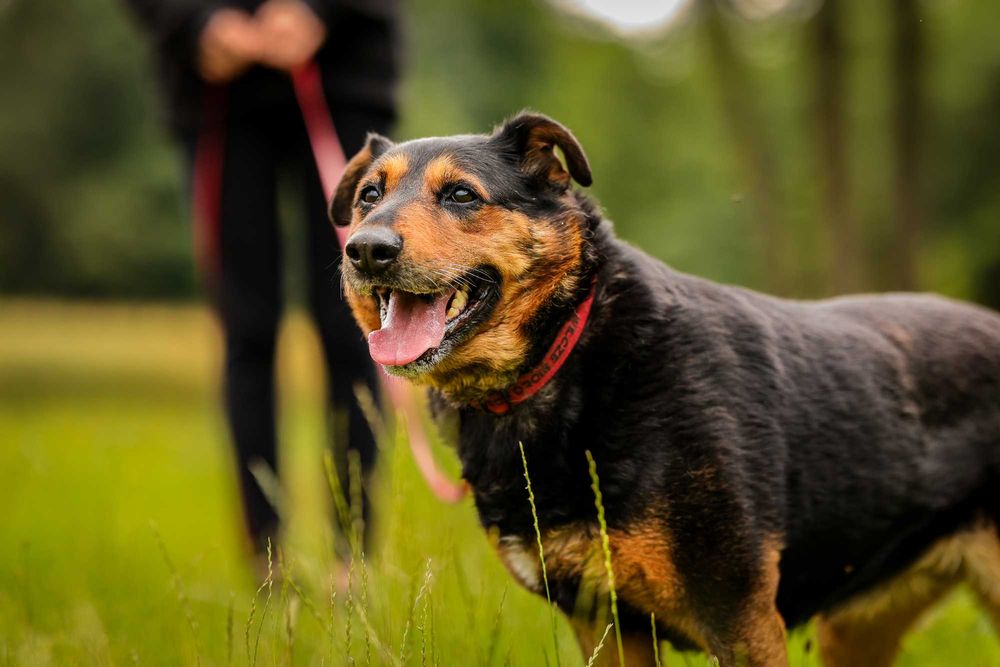 Nora , suczka w typie rottweilera do adopcji z fundacji