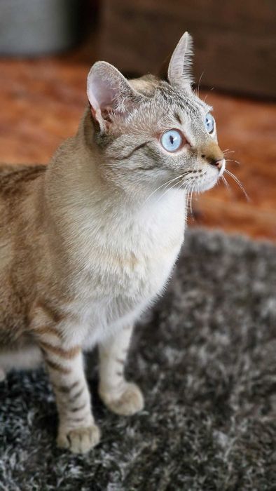 Petsitting Animals Care