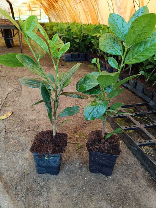 Laurowiśnia Novita 25-55cm w doniczce p9 możliwość wysyłki