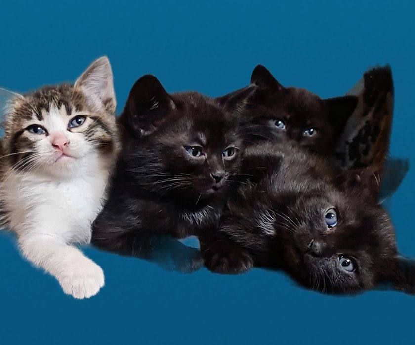 Чудові кошенята Чекають найкращу родину!