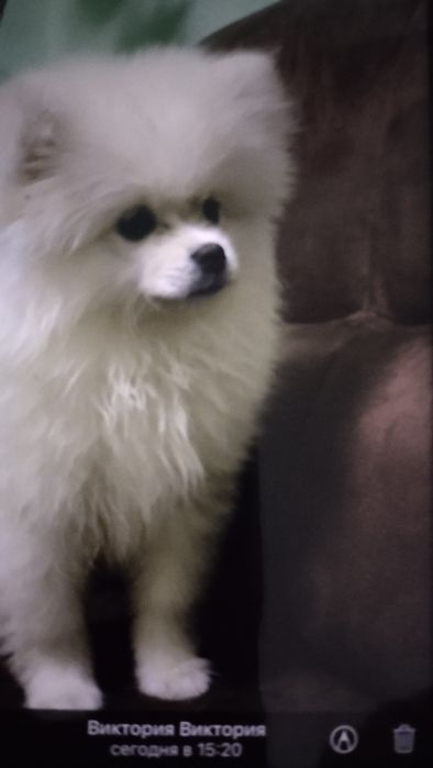 Малюки шпіци ( міні)