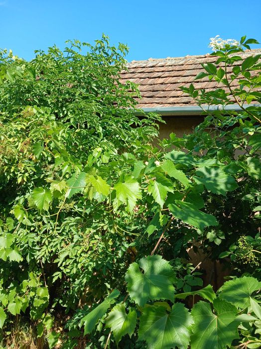 Будинок на дві сім'ї в с. Кідьош 6 км від центра м. Берегове