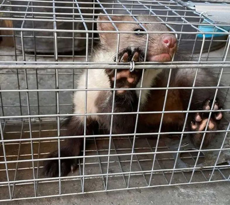 Живоловка 82х21х20 см для куниць ласок щурів котів пастка ловушка