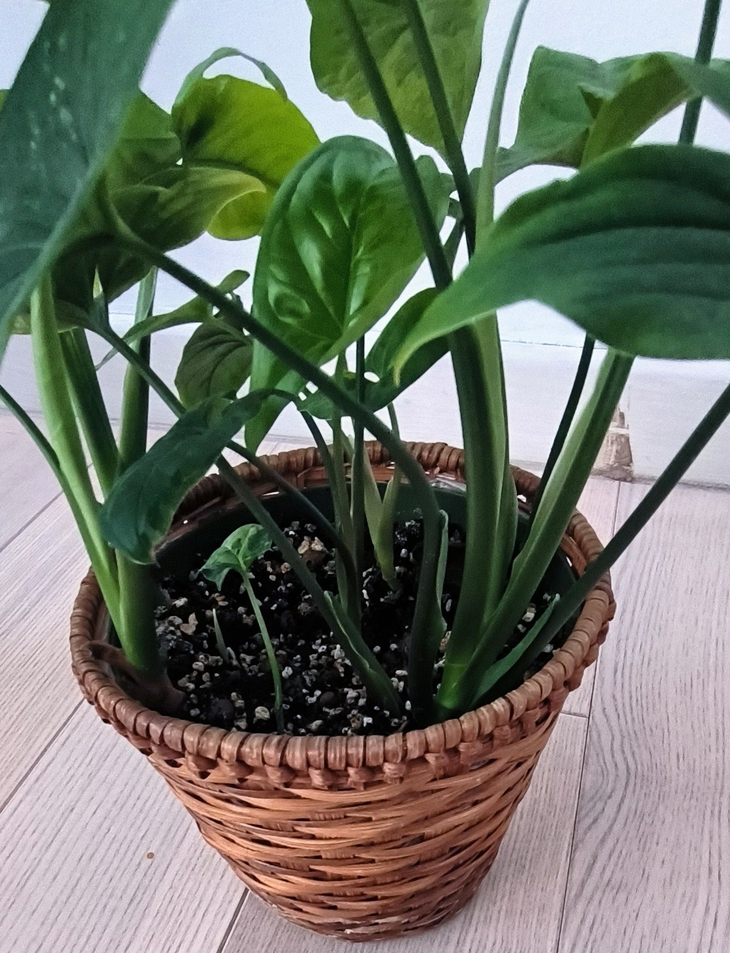 Syngonium yellow aurea variegata, mojito