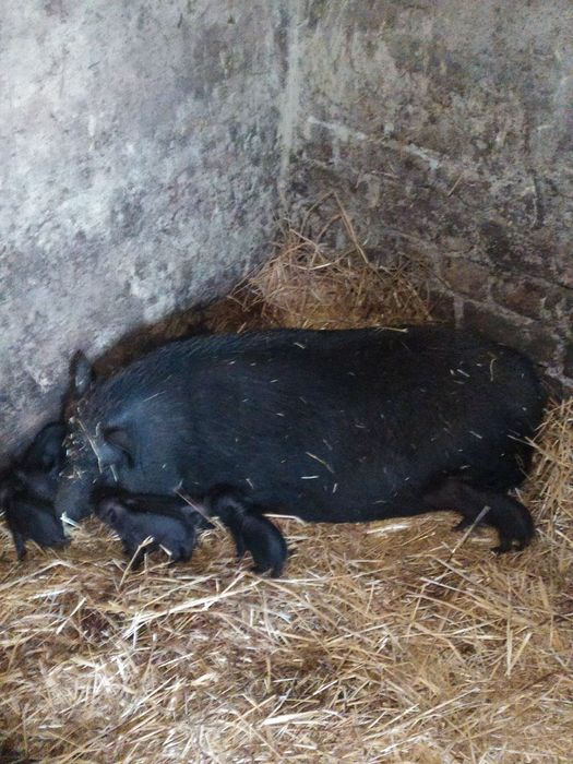 Продам в'єтнамських свиней .