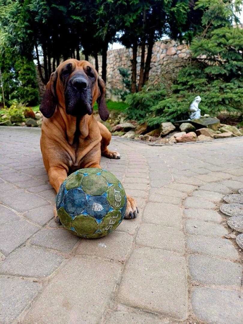 Szczeniak Fila Brasileiro