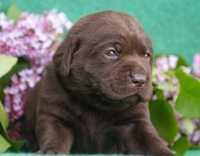 Labrador retriever -czekoladowy piesek
