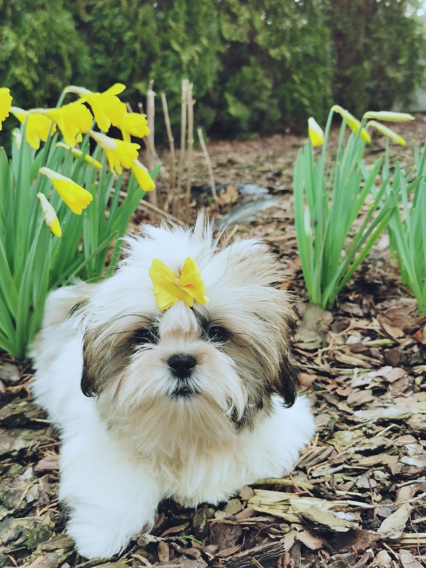 Piesek shih tzu barwy tricolor 3 szczepienia