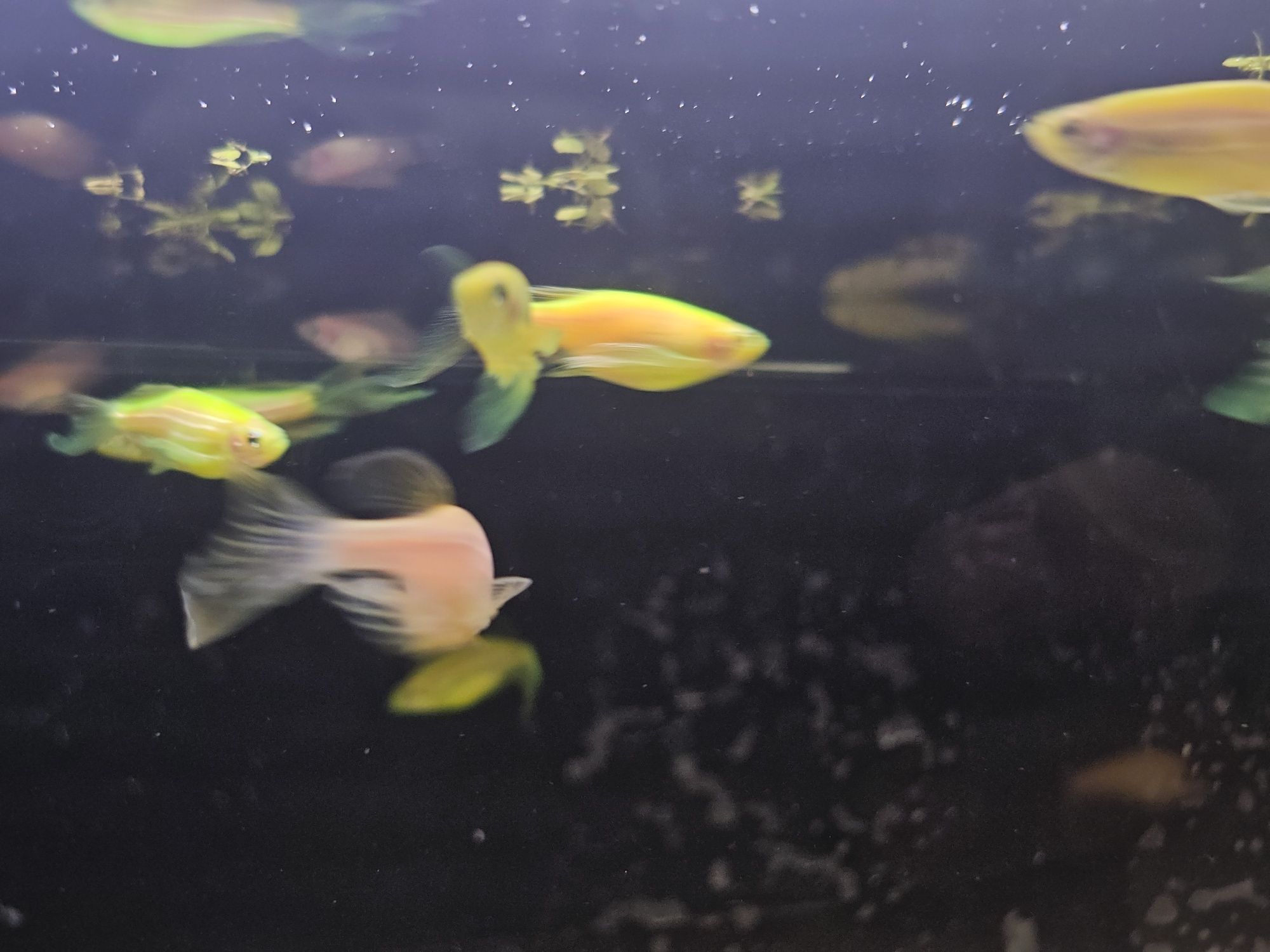 Danio welonowe zielone i złote