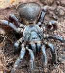 SAMICE - CYCLOCOSMIA Oreo TRAPDOOR pająk pająki ptaszniki liphistius