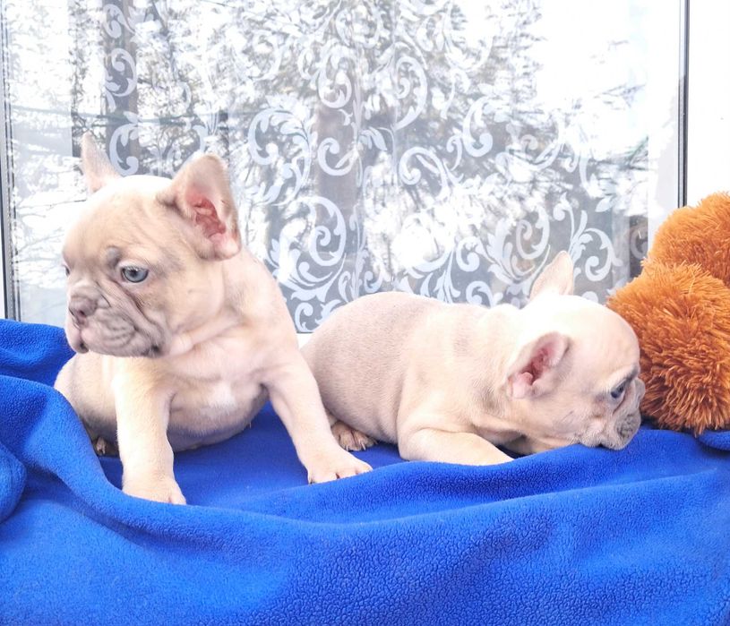 Ізабелові хлопчик та дівчинка!