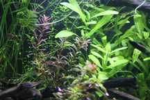 11 espécies de plantas aquáticas (faço envios)