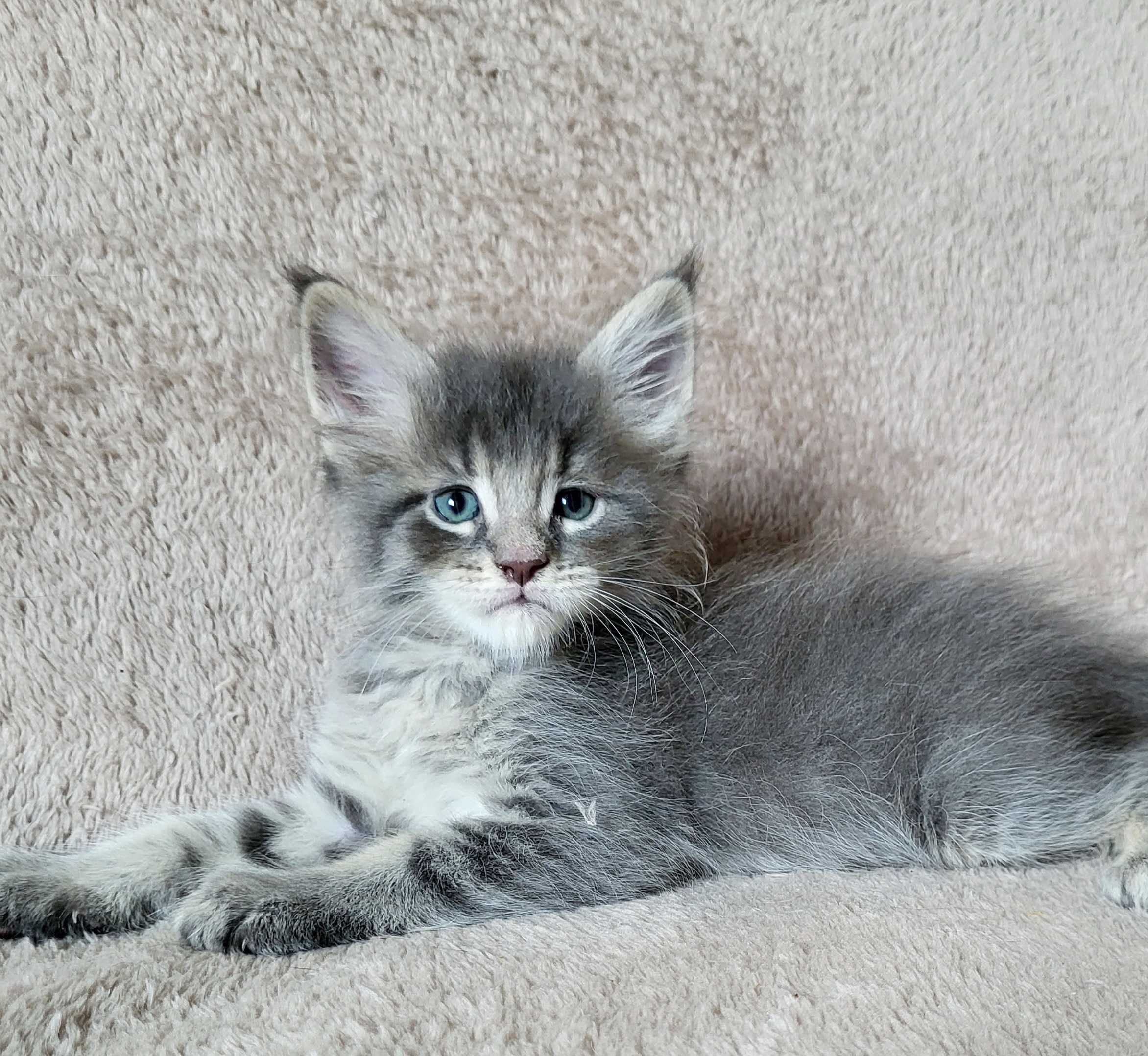Chłopiec maine coon niebieski pręgowany FPL