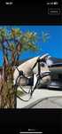 Hobby Horse od Me horses