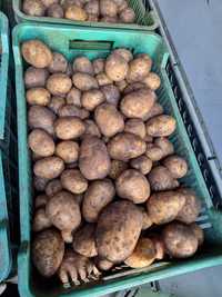 Ziemniaki Gala uprawiane na oborniku, bardzo smaczne, cena za 15kg!