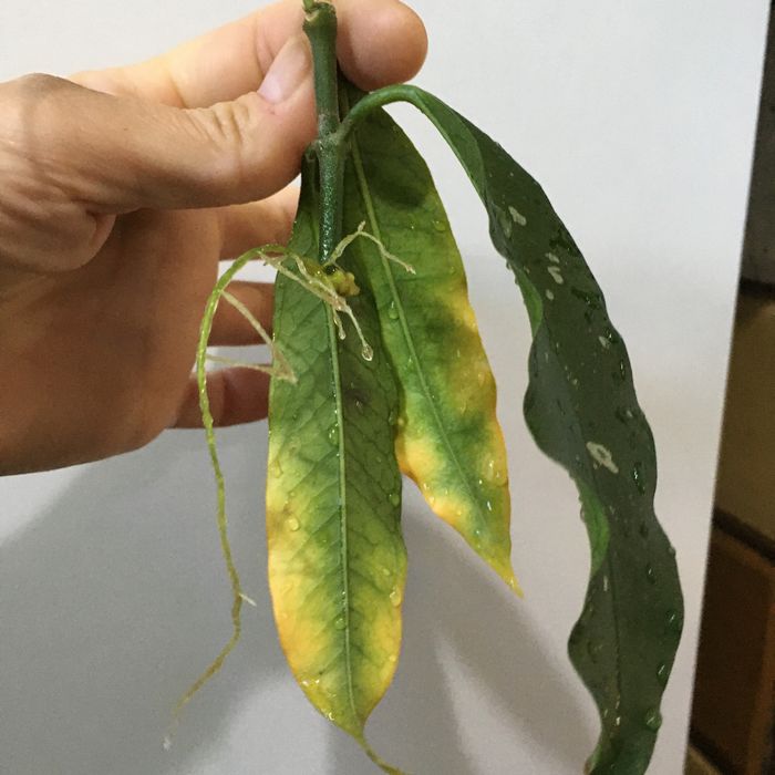 Hoya hoja lockii rośnie