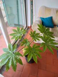 Plantas Aralia Japonesa (Fatsia Japonica)