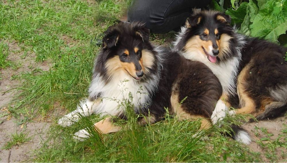 Щенки колли