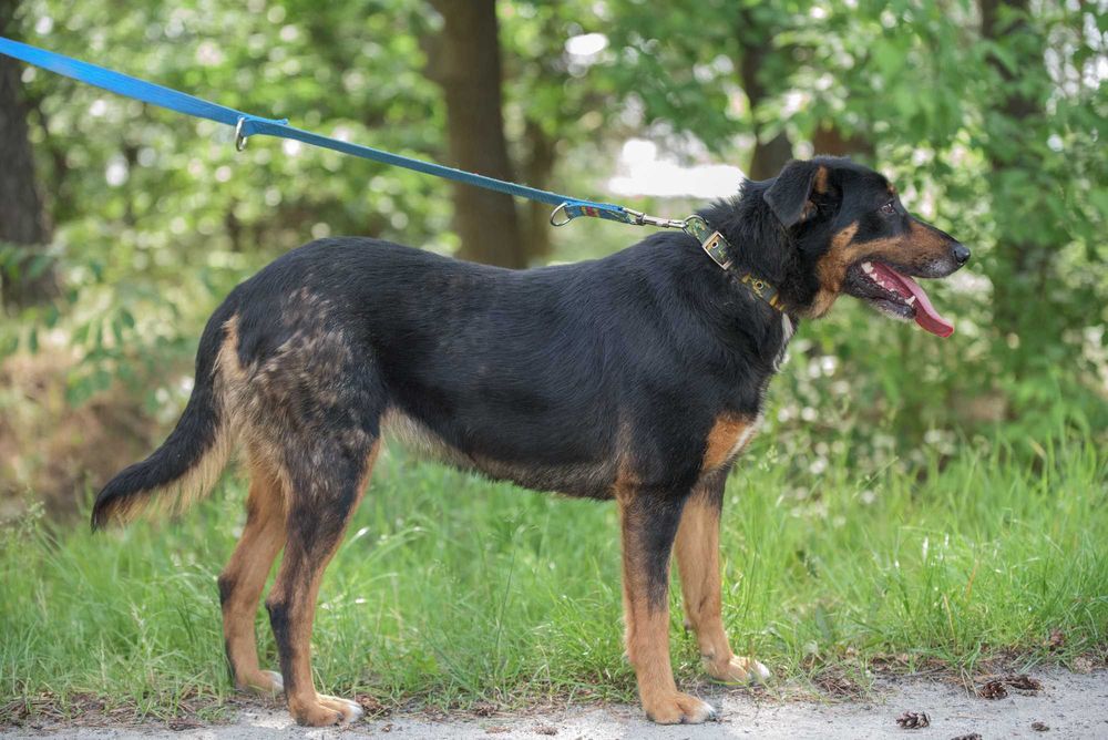 Cudna Ida - wspaniała sunia dla rodziny do adopcji
