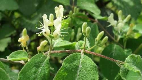 P11 Wiciokrzew pospolity Lonicera xylosteum HURT-DETAL Dostawa