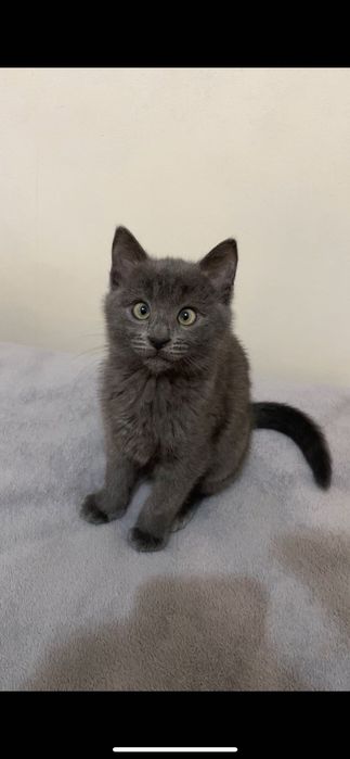 Безпритульні котики