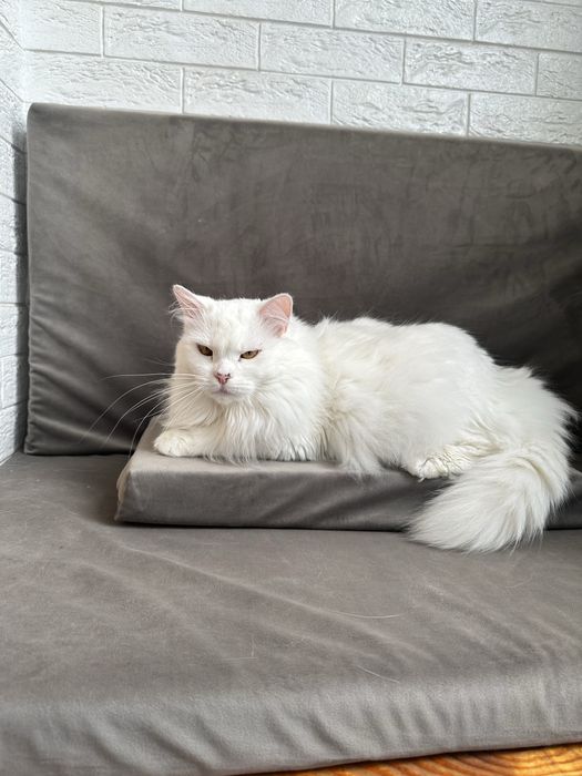 Отдам кошечку 4 года