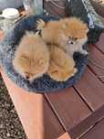 Szpic miniaturowy Pomeranian