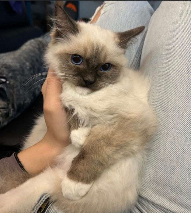 Kocurek Ragdoll rodowód SKR
