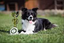Szczeniaki Border Collie, rodowód FCI po championce CZ, PL, SK i BCCCZ
