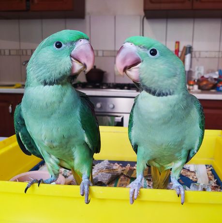 Продам выкормышей Александрийских попугаев