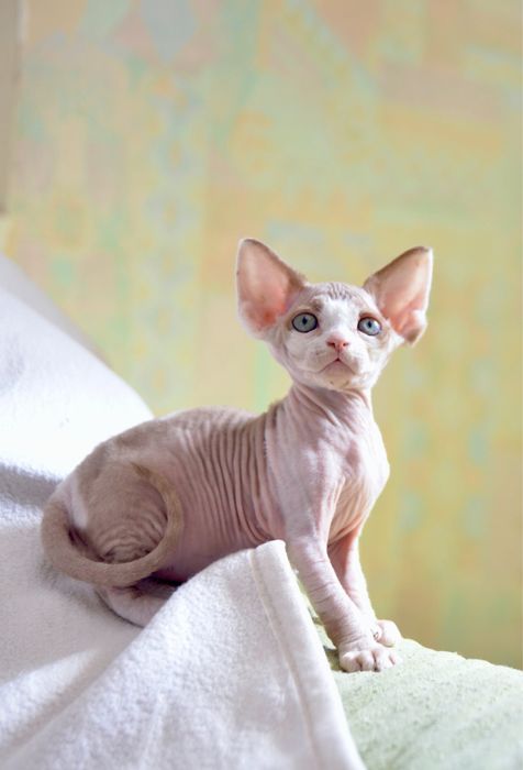 Ліловий девон рексик