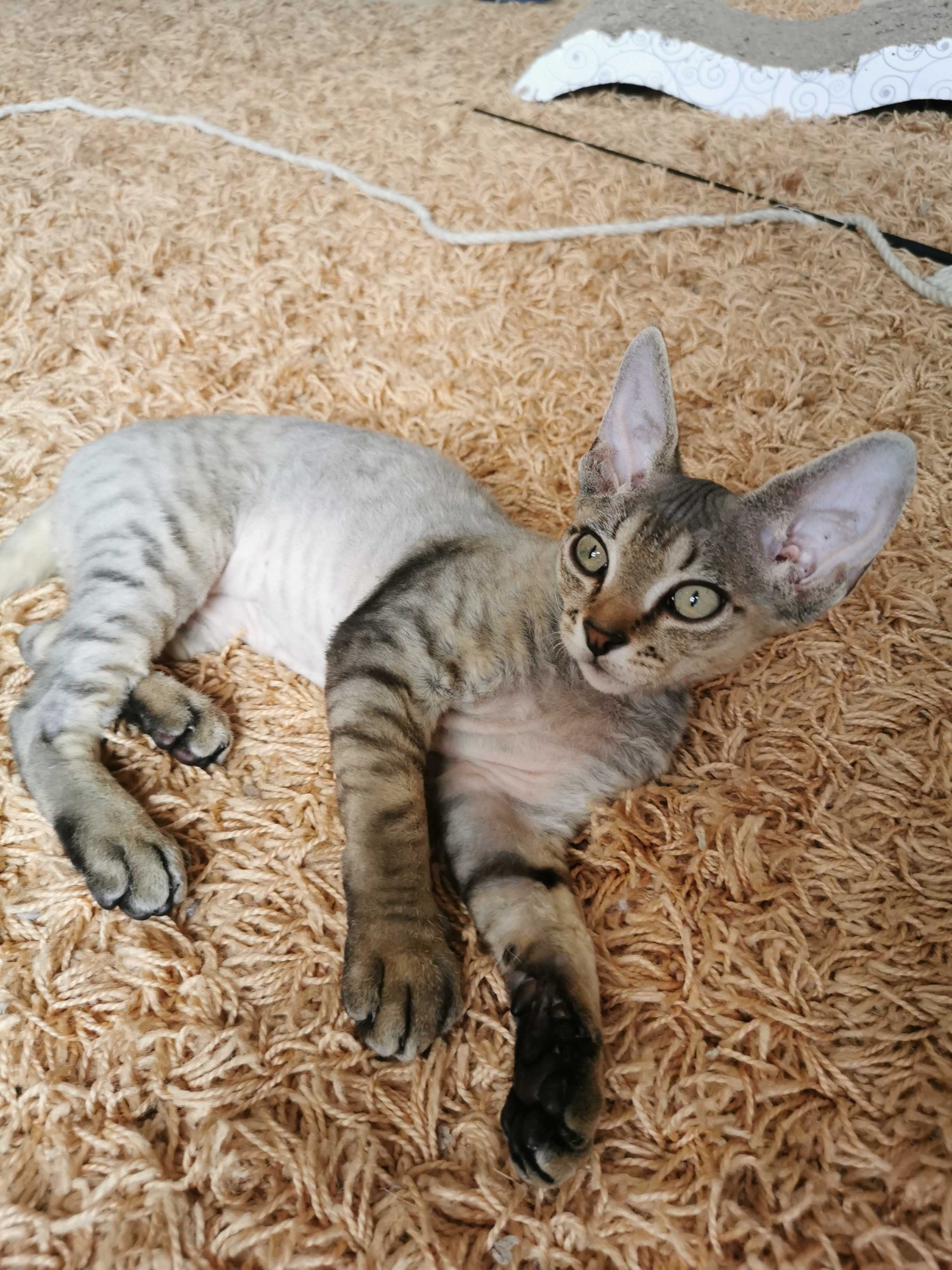 Devon rex gotowy do zmiany domu