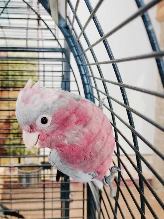 Cacatua galah macho 2025
