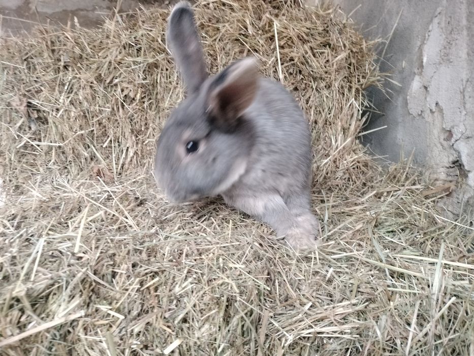 Królik samiec mieszaniec