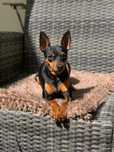 Procura-se Cadela Pinscher Miniatura para cruzar / acasalar