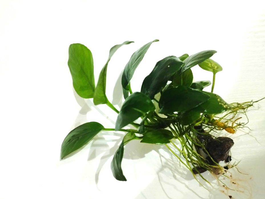 Растение для аквариума. Анубиас (Anubias).