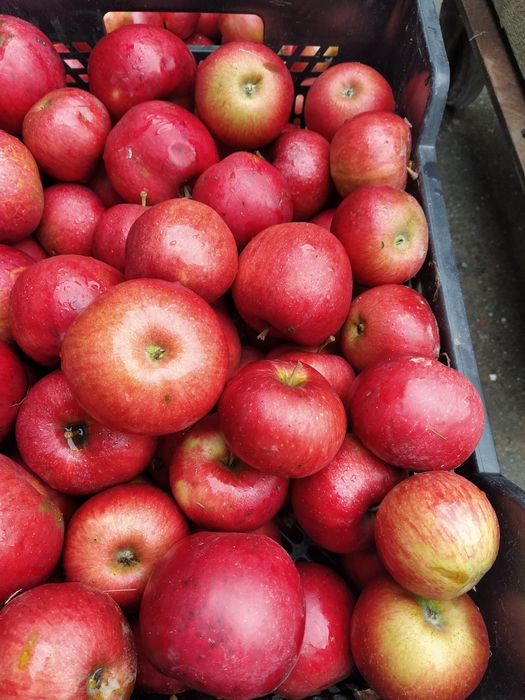 Jabłka z własnego sadu