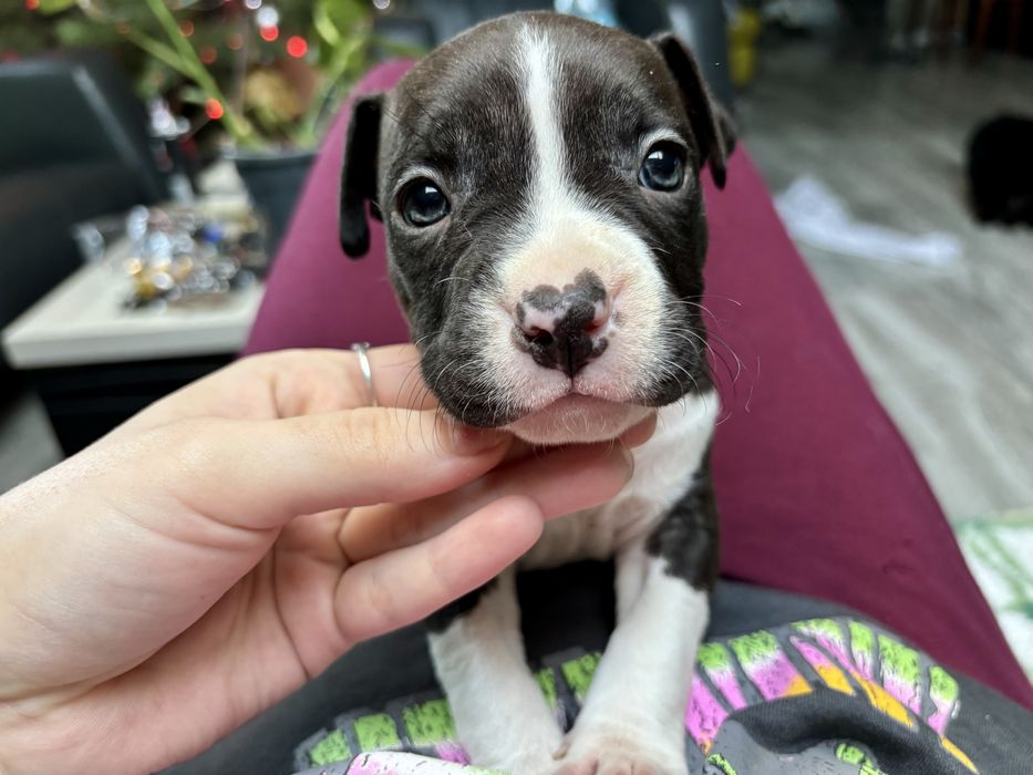 Amstaff szczeniak piesek