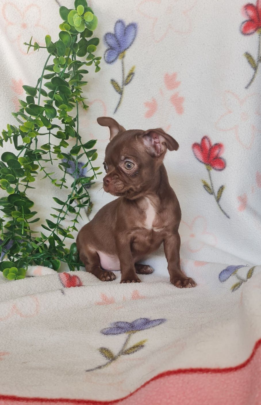 Bonequinha mini chocolate Chihuahua/Chiuaua. LinhagemRussa