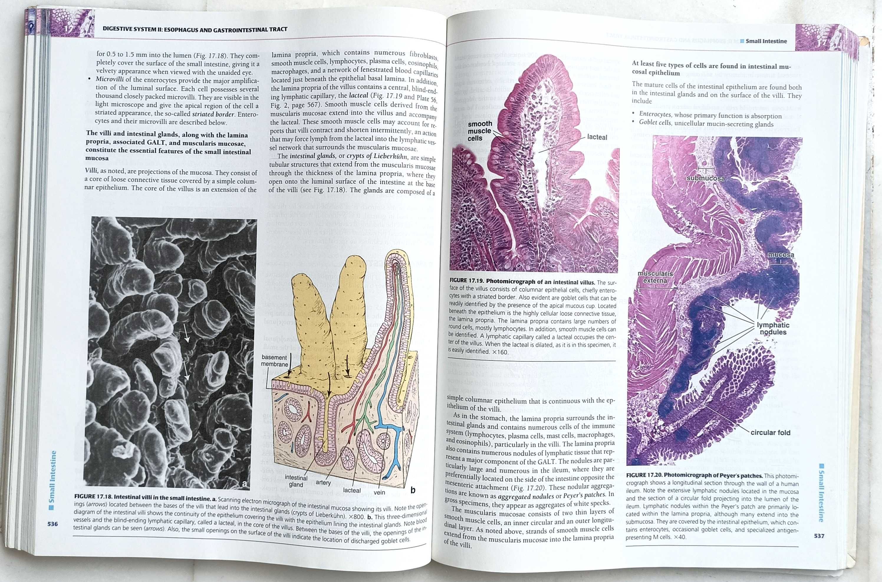 Histology - A Text and Atlas - Fifth edition