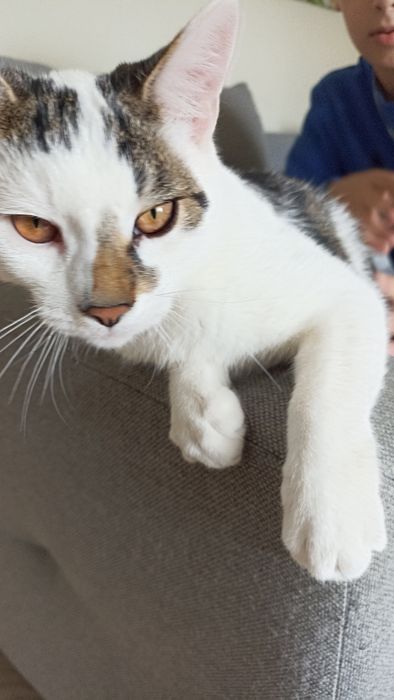 Kocurki proszą o dom