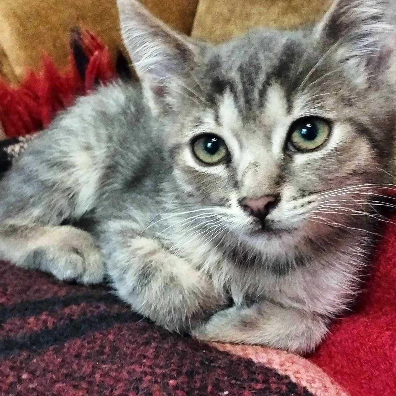 Этот пост –шанс на новую жизнь для ГРЕЯ! Котенок 1,5 мес