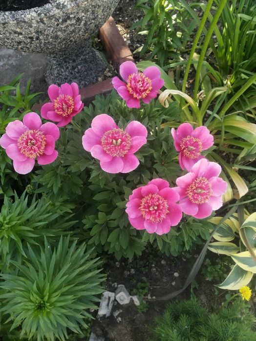 пастель грин гортензия