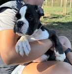 Boxer macho tigrado