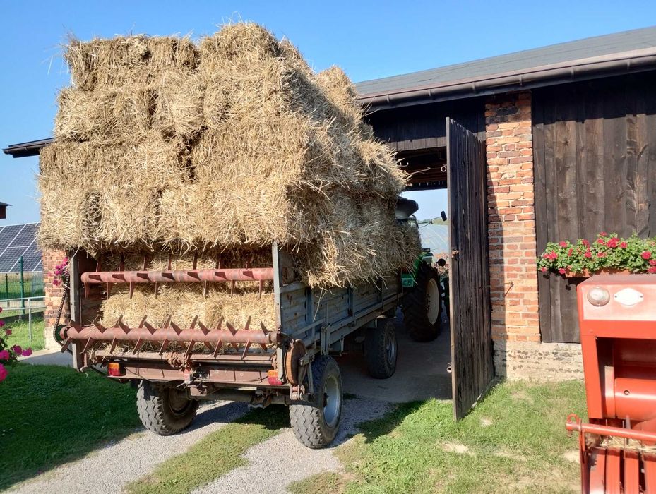 Słoma pszenna w kostkach