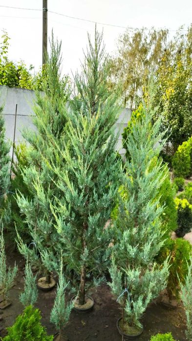 Продам можжевеик Blue Arrow, Олд Голд,Тисы,Туи Нана. Стриженные,,ух