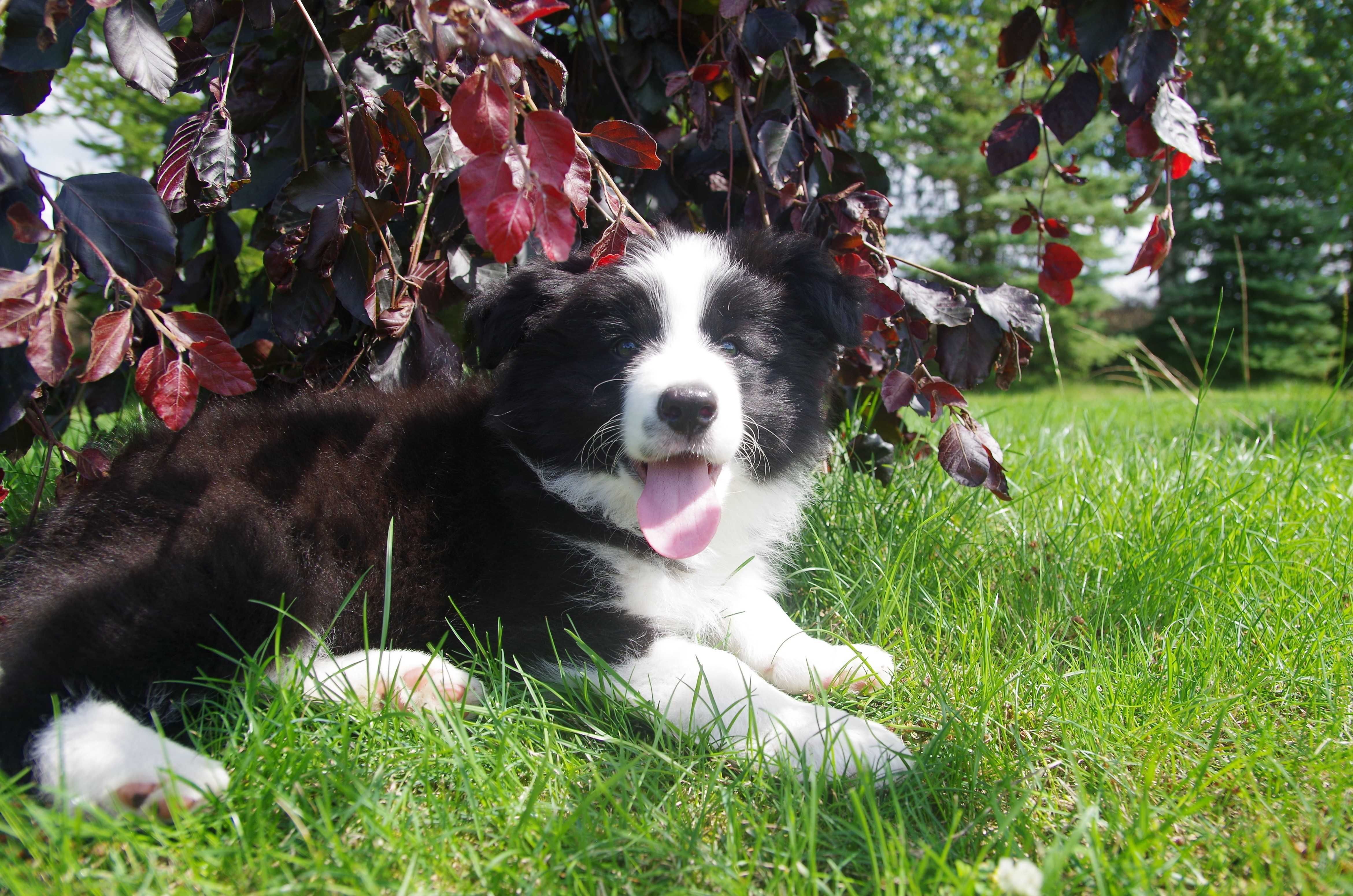 Border Collie- ZKwP/FCI śliczny piesek gotowy do odbioru