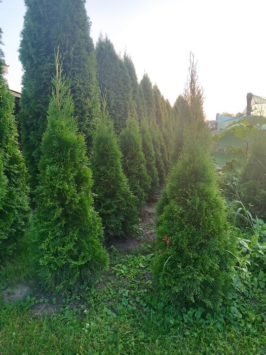 Ялівці блю ерров та туї  смарагд