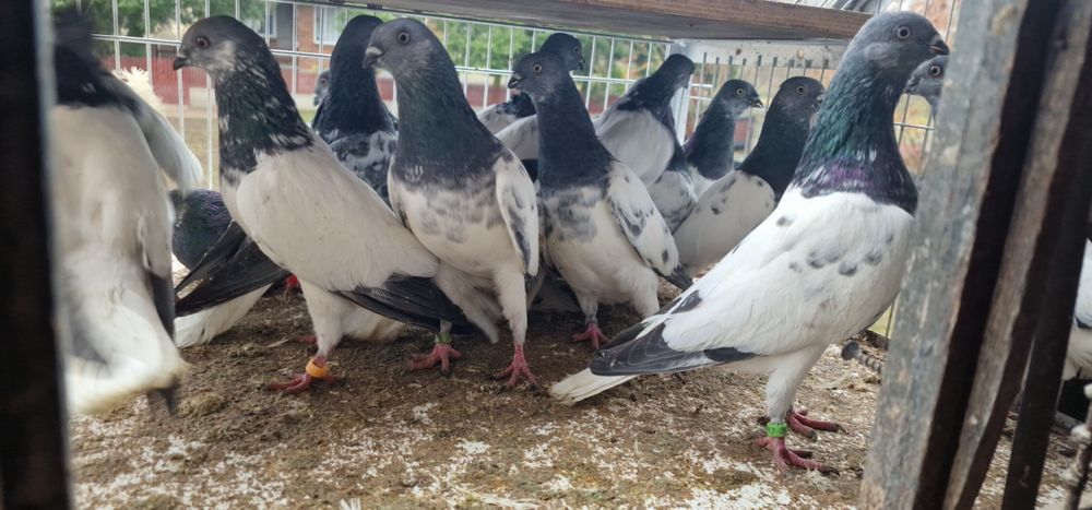 Budapeszty końcate gołębie budapeszt samiec samica
